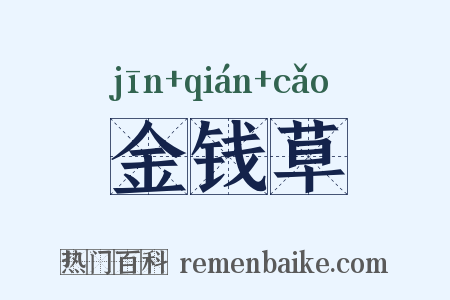 金钱草是什么意思的图片
